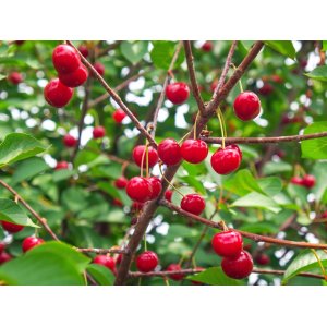 Stĺpovitá višňa (Prunus cerasus) ´JOANNA´ - výška 60-80 cm, kont. C3/5L